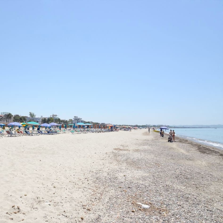 Sunshades and loungers on a sandy beach, with pine trees behind